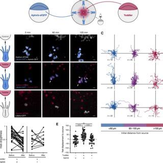 Local Source Line 的图像结果