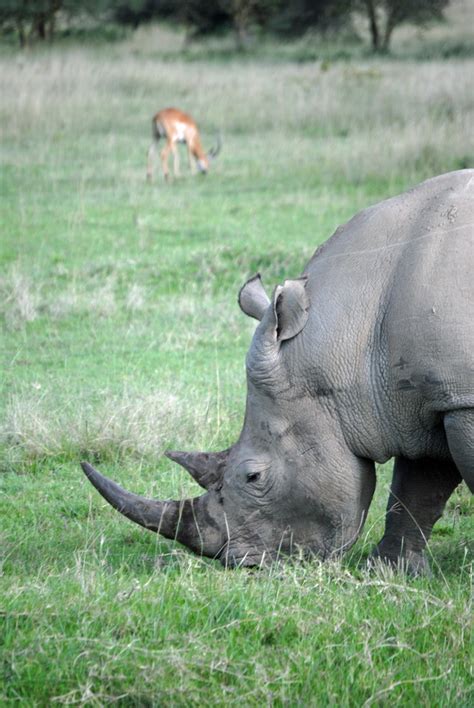 Bildergebnis für rhino runterladen