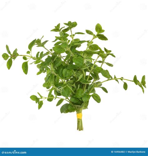 Oregano Herb Leaves stock photo. Image of background - 16956482