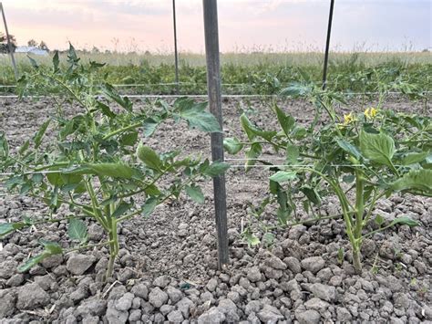 Staking Tomatoes with String 的图像结果