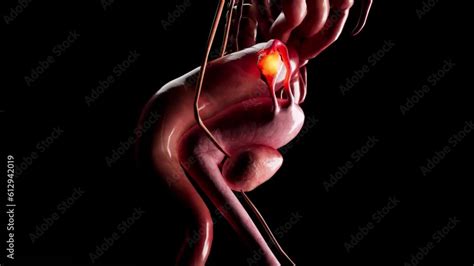 Image result for Female Reproductive System Animation