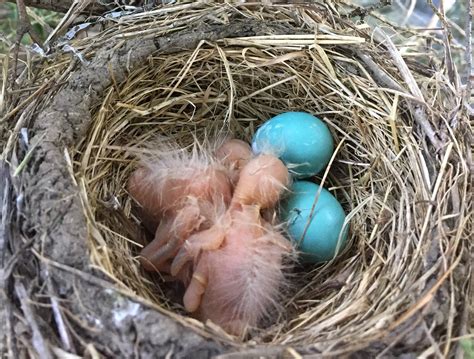 Robins Eggs