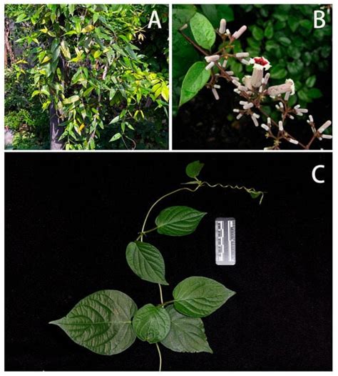 Review of the Narrow-Banded Hawkmoth, Neogurelca montana (Rothschild ...