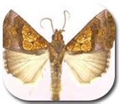 TNAU Agritech Portal :: Crop Protection