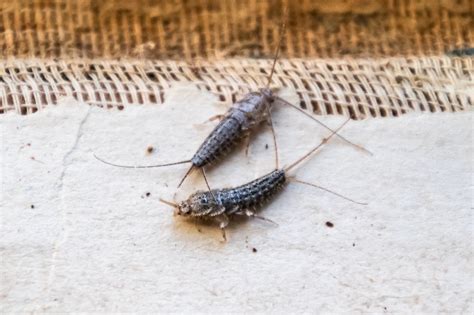 Residential Services - B and R Pest Control