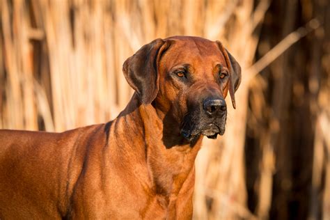 The most expensive dog breeds in the world