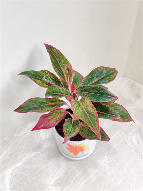 Aglaonema Lipstick Plant: Perfect Corporate Gift – ChhajedGarden.com