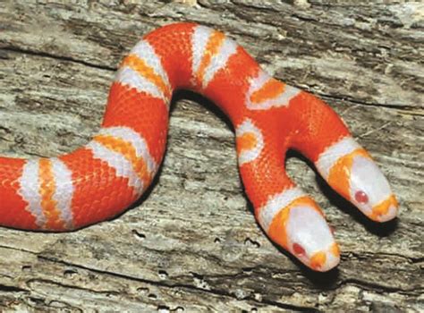 A Rare Snake With Two Heads Spotted In Kansas, USA - Debongo