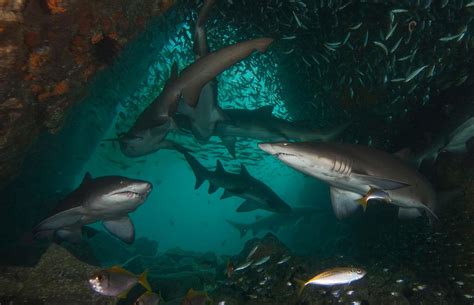 14 fascinating sea creatures captured on camera