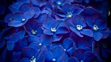 Download Dark Blue Bouquet 4K Flowers Background | Wallpapers.com