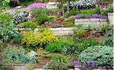 plantes vivaces pour talus couvre sols et talus vente plantes couvre sol et plantes plantes vivaces pour talus couvre sols et talus vente plantes couvre sol et plantes