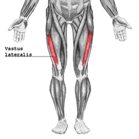 Vastus Medialis Muscle Exercises