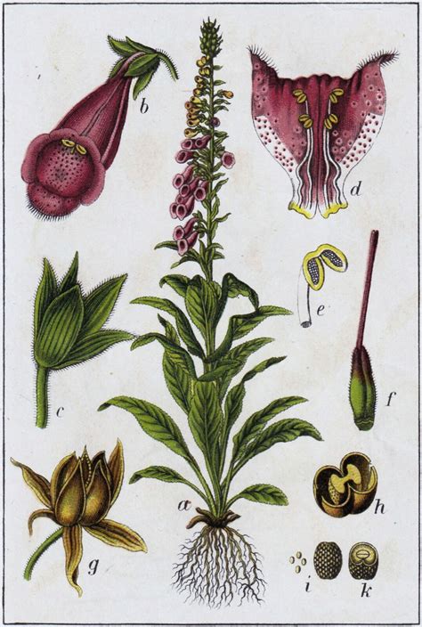 Digitalis