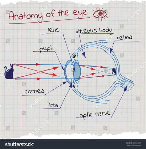 Image result for Optometry Drawing