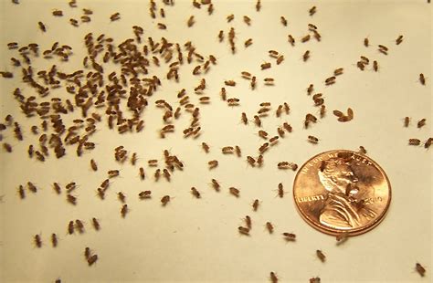 Buy Flightless Fruit Flies, Fruit Fly Cultures and Supplies