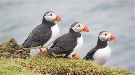 Atlantic puffins in Iceland: I love these birds. They look happy ...
