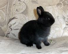 Image result for Super Cute Bunny