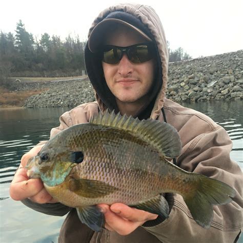 Freshwater Sunfish Species
