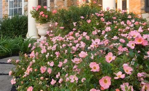 Varieties — The Knock Out® Family of Roses