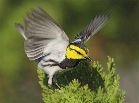 10 of North America's Most Endangered Birds