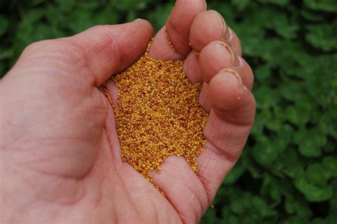 White Clover Seed by Eretz (25lb) - CHOOSE SIZE! Premium Willamette ...