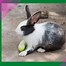 Image result for Can Rabbits Eat Cucumber