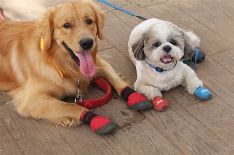 Buy Waterproof Dog Shoes Online | Pet Shoes at Zoof Pets