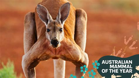 Uncover the Hopping Secrets: Why Kangaroos Grace Australia’s Coat of Arms
