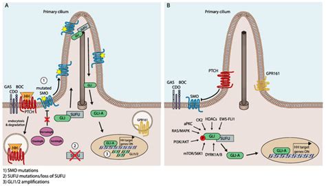 Cancers | Special Issue : Advances in Cancer Stem Cell Research