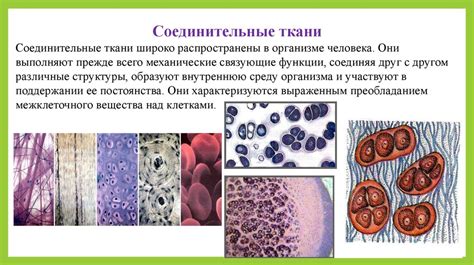 Основы гистологии. Ткани - презентация онлайн