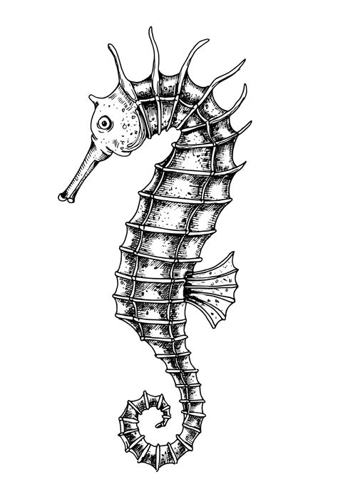 Seahorse Drawing Outline