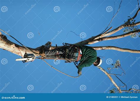 Image result for Tree Cutter