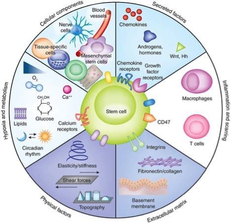 Stem Cells Science 的图像结果
