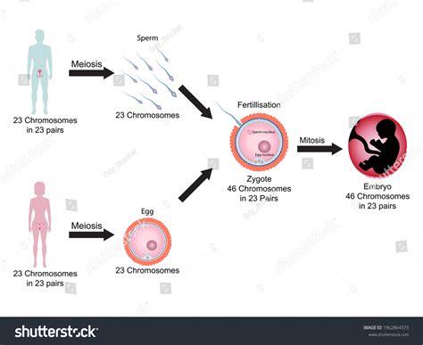 Reproduction in Humans Whole Process 的图像结果