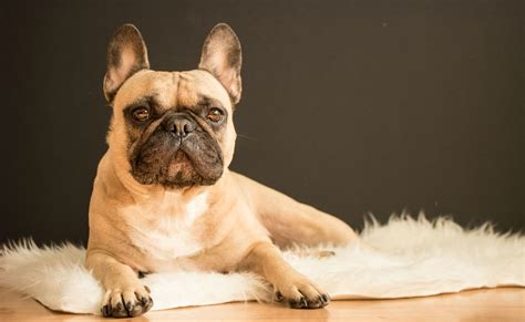 Understanding the Cost of French Bulldog Ownership: A Guide