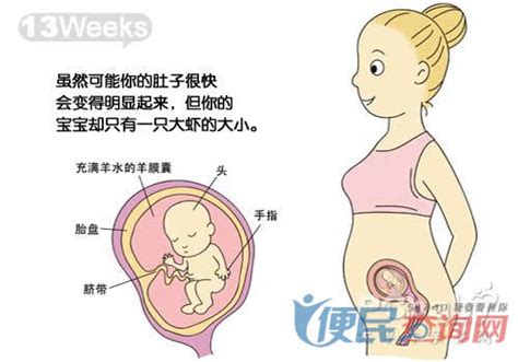 怀孕第13周准妈妈保健需知 - 怀孕第13周天胎儿发育图 - 怀孕第13周要吃什么 - 怀孕第13周注意什么 - 怀孕第13周介绍
