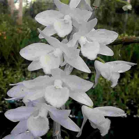 Dendrobium Nestor fma. Alba – EXOTICA ORCHIDS