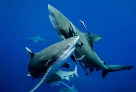为什么牛鲨是比大白鲨还危险的鲨鱼？牛鲨是淡水鱼吗？ - 每日头条