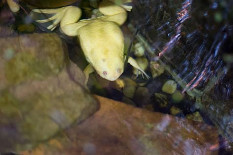 Image result for Frog Catching Insect