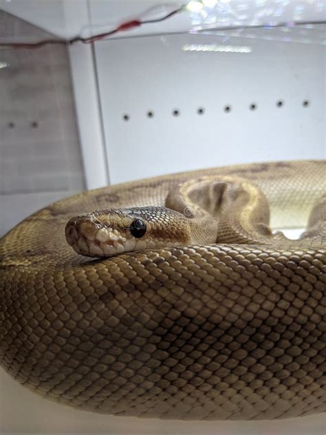 Ball Python Cint Reptile 的图像结果