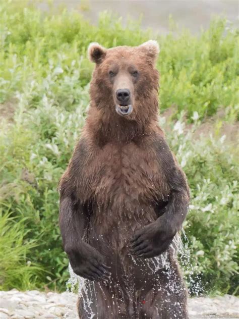 8 largest animals on Earth across land, water, and air | Times of India