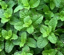 After Shave Spray | Aloe Vera & Menthol | The Man Company