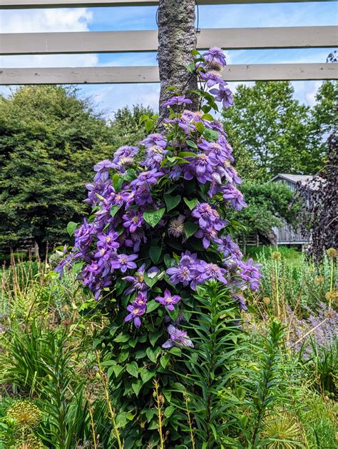 Best Clematis Plants Take Your Garden To New Heights With Clematis