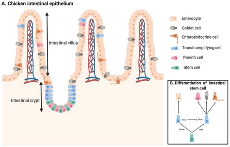 Crypts Of Lieberkuhn Diagram
