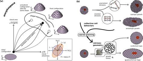 Morphospace Local Optima 的图像结果