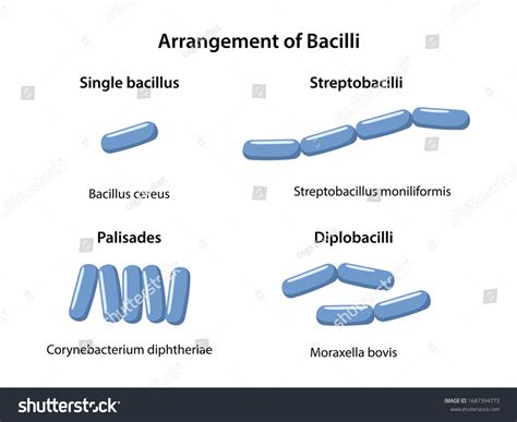 Rod Shaped Bacteria Three Dimensional Drawing Of Rod Shaped Bacteria,