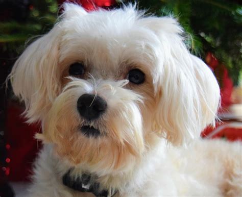 Good House Dogs For Kids