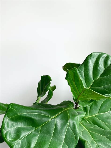 How to Grow and Care for Fiddle-Leaf Fig Indoors: The Ultimate Guide