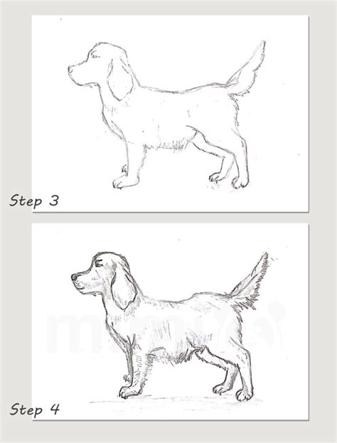 Realistic Dog Drawing Tutorial 的图像结果