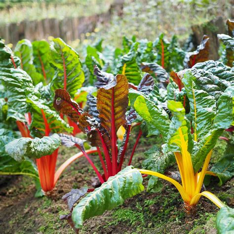 Swiss Chard Seeds - Rainbow Mix | Vegetable Seeds in Packets & Bulk ...